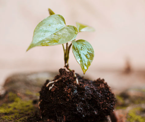 projetos de créditos de carbono