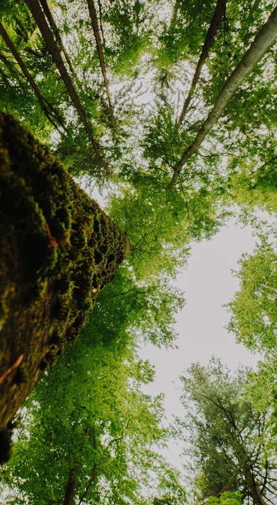 projetos de créditos de carbono